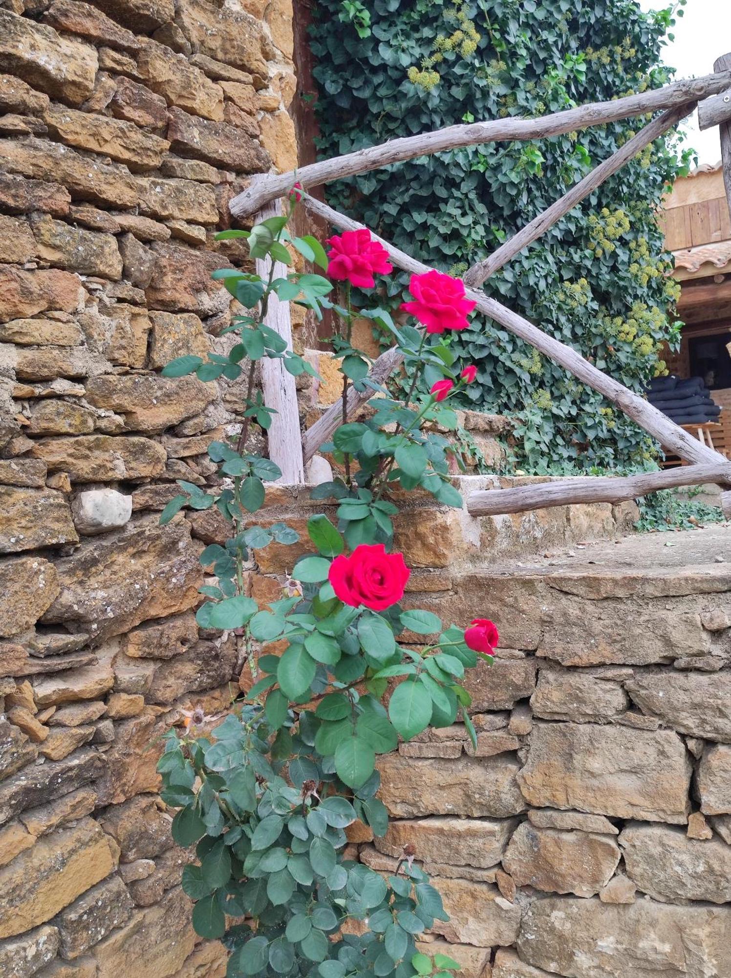 Masia Riu Dels Arbres 贝纳萨尔 外观 照片